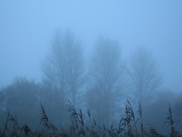 mist dawns over winnall moors