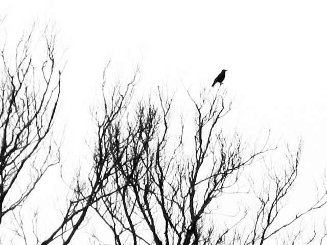 intermittent alarms from a solitary crow